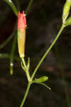 Louisiana catchfly 